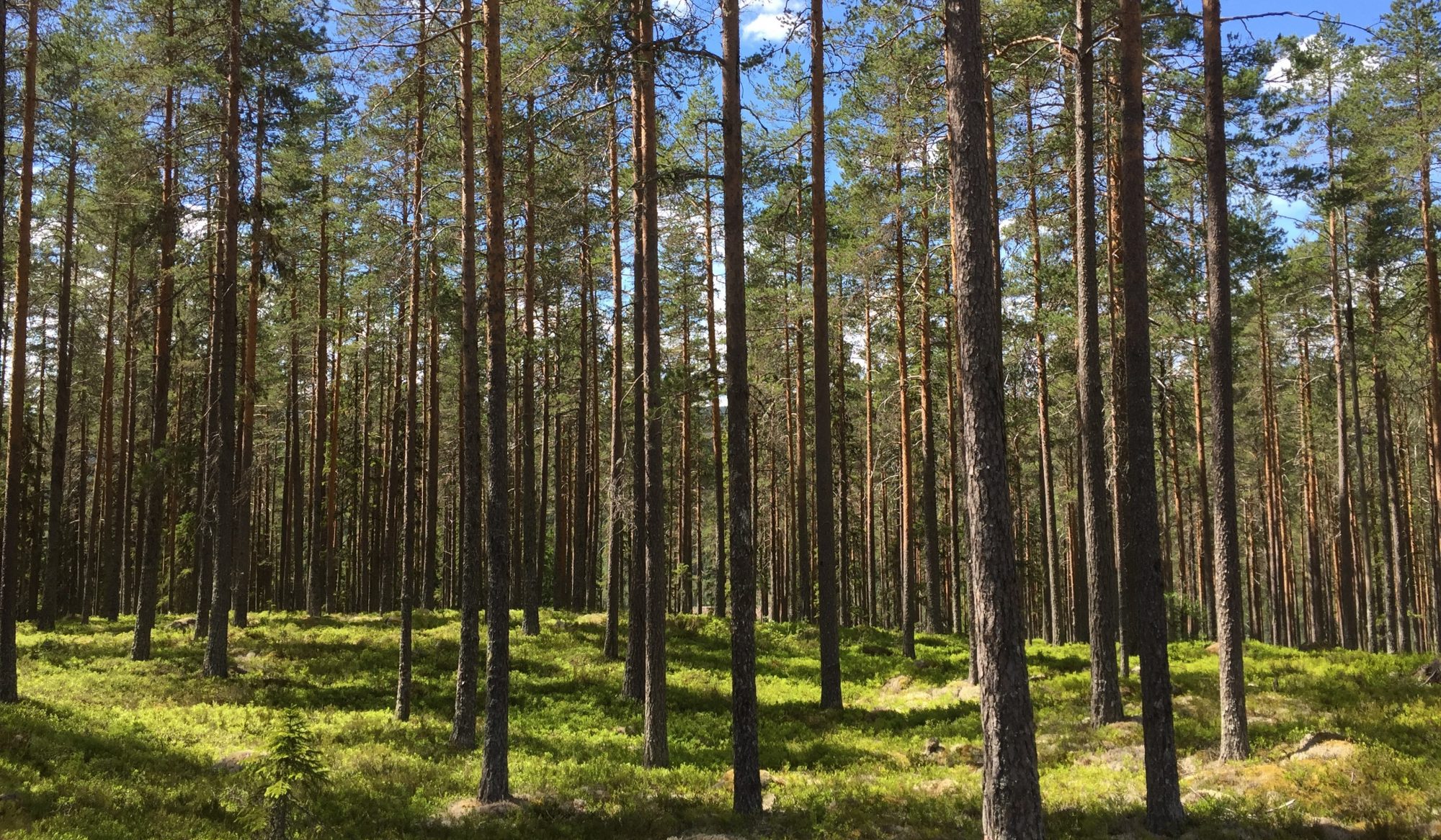 BN Skogskonsult